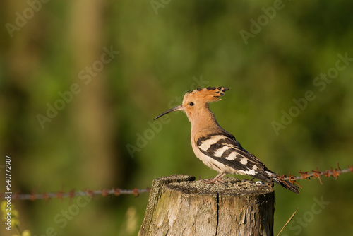 Bird Hoopoe Upupa epops, summer time in Poland Europe flying bird  © Marcin Perkowski