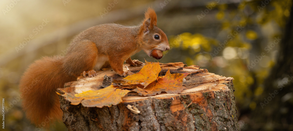 Animal wildlife background -  Sweet cute red squirrel ( sciurus vulgaris ) sitting on stump with colored fallen leaves in forest, eating hazelnut in the natural environment on a sunny autumn morning - obrazy, fototapety, plakaty 