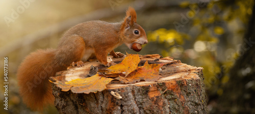 Animal wildlife background -  Sweet cute red squirrel ( sciurus vulgaris ) sitting on stump with colored fallen leaves in forest, eating hazelnut in the natural environment on a sunny autumn morning