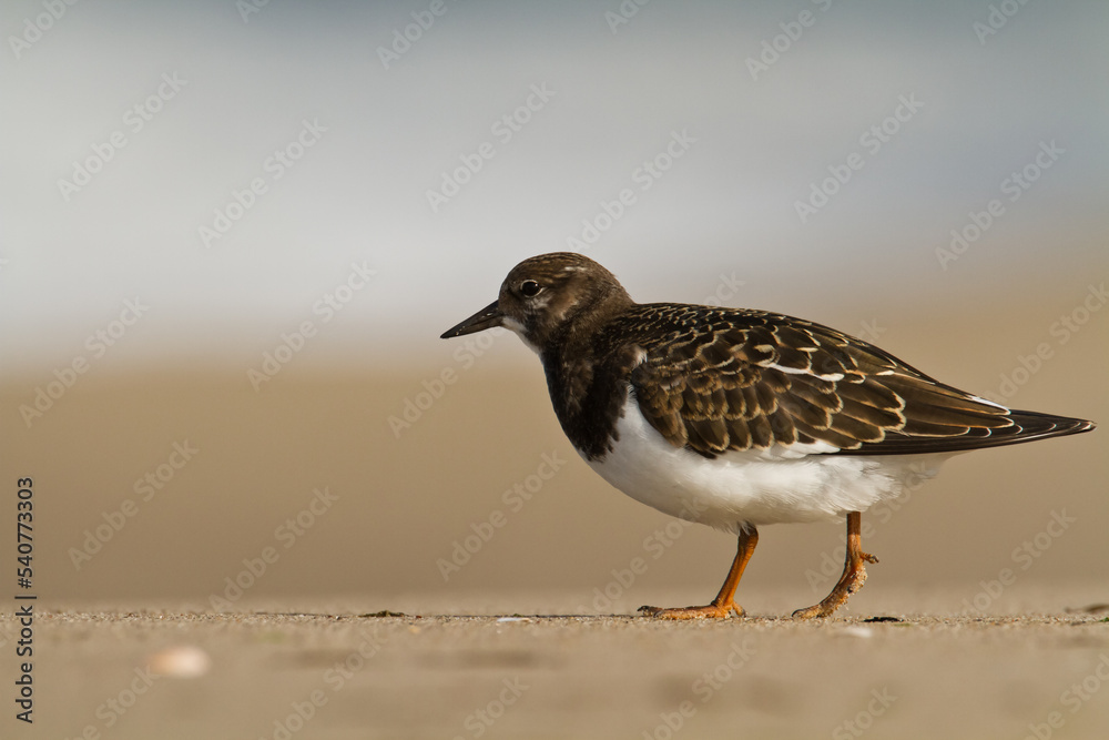 bird - Ruddy Turnstone migratory Arenaria interpres shorebird, migratory bird, Poland Europe Baltic Sea	
