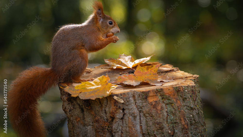 Animal wildlife background - Sweet cute red squirrel ( sciurus vulgaris ) sitting on stump with colored fallen leaves in forest, eating hazelnut in the natural environment on a sunny autumn morning Animal wildlife background - Sweet cute red squirrel ( sciurus vulgaris ) sitting on stump with colored fallen leaves in forest, eating hazelnut in the natural environment on a sunny autumn morning