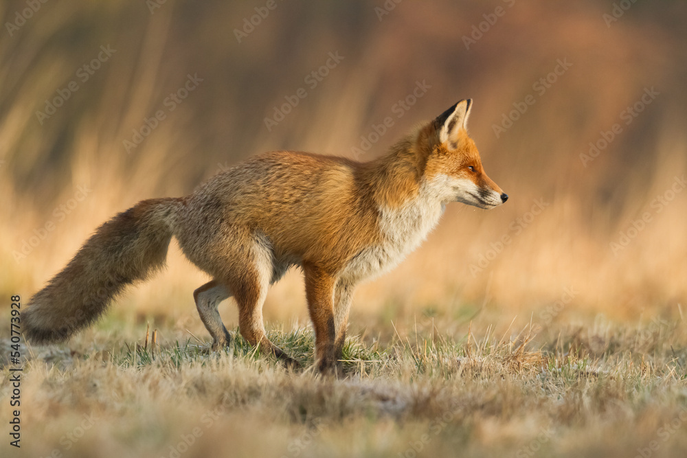 Fototapeta premium Fox Vulpes vulpes in autumn scenery, Poland Europe, animal walking among autumn meadow in amazing warm light