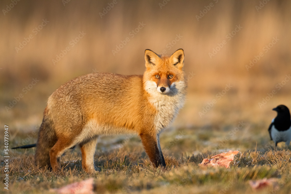 Fototapeta premium Fox Vulpes vulpes in autumn scenery, Poland Europe, animal walking among autumn meadow in amazing warm light
