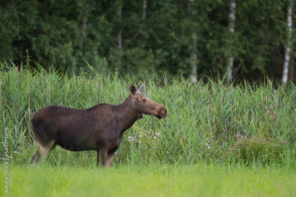 Mammals Elk ( Alces alces ) North part of Poland, Europe