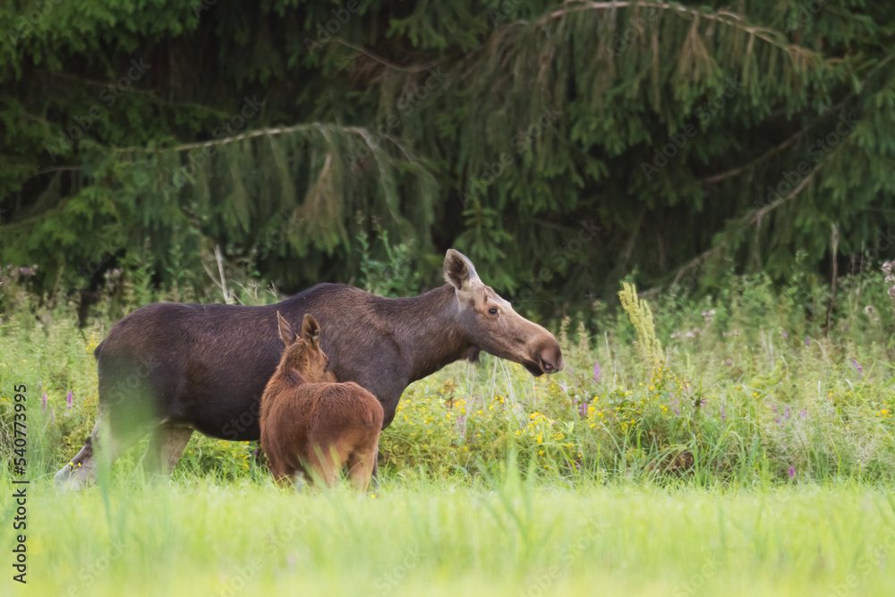 Mammals Elk ( Alces alces ) North part of Poland, Europe Mammals Elk ( Alces alces ) North part of Poland, Europe