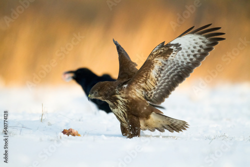 Common buzzard (Buteo buteo) in the fields in winter snow, buzzards in natural habitat, hawk bird on the ground, predatory bird close up winter bird
