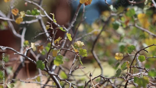 Yellow-green simple alternate distally lobate proximally cordate crenate trichomatic reniform leaves of Ribes Cereum, Grossulariaceae, native monoclinous shrub in the San Emigdio Mountains, Autumn. photo