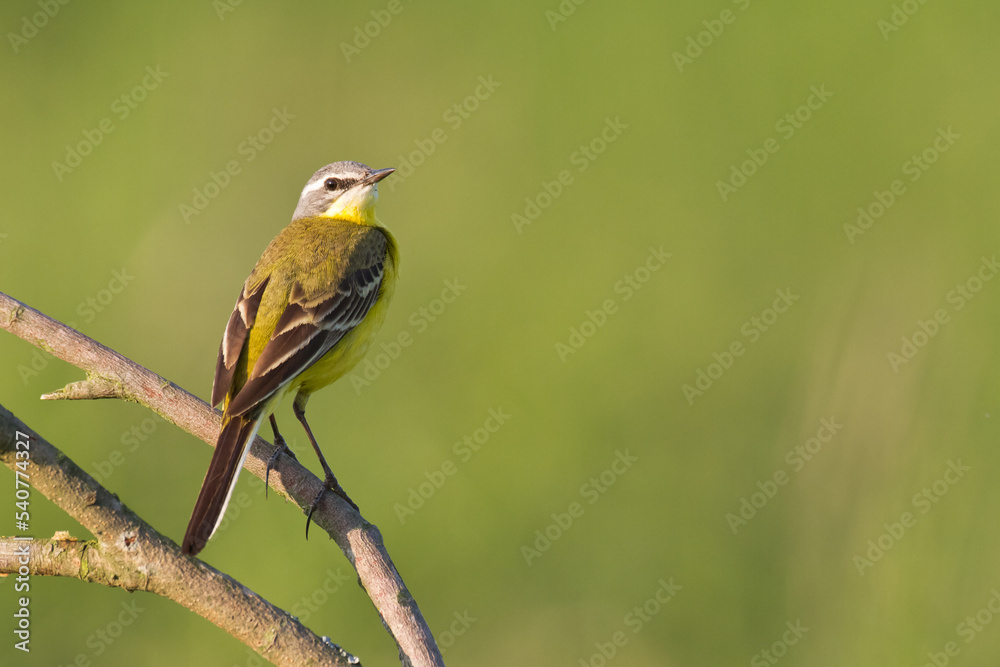 Small bird Yellow Wagtail sitting on tree male Motacilla flava Small bird Yellow Wagtail sitting on tree male Motacilla flava