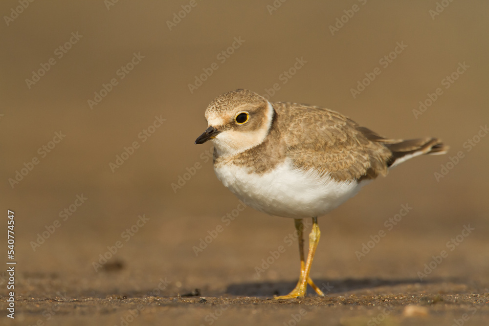 Bird Charadrius dubius, Little Ringed Plover on blurred background Bird Charadrius dubius, Little Ringed Plover on blurred background