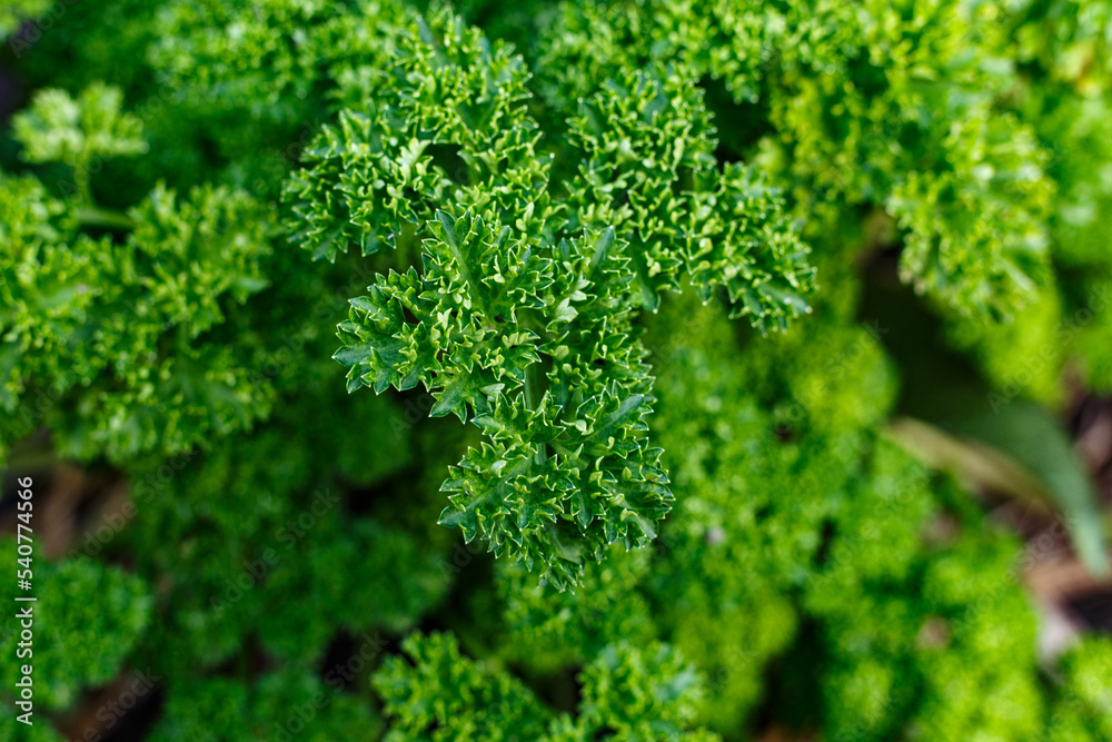 close up of parsley