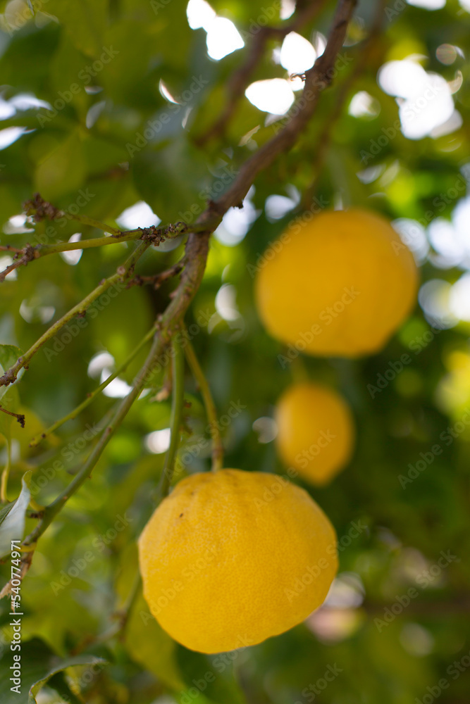 citron bio du sud de la France sur son arbre dans un jardin