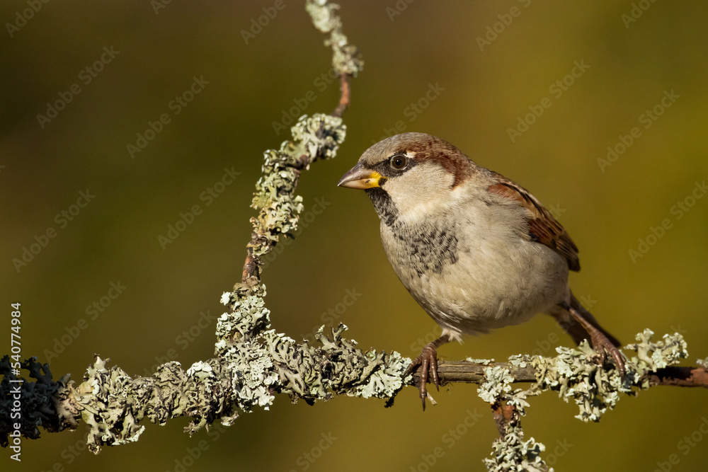 Fototapeta premium Bird House sparrow Passer domesticus 