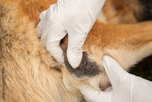 Doctor in white medical gloves examines elbow calluses in dog, close up.