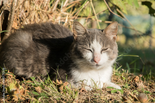 Country cat lying on green meadow in sunny summer day