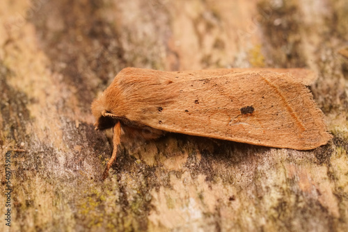 Closeup on a yellow brown autumn owl moth, Agrochola macilenta sitting on wood photo