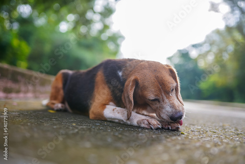 An old beagle dog scratches his leg while lay down on the lonely road .