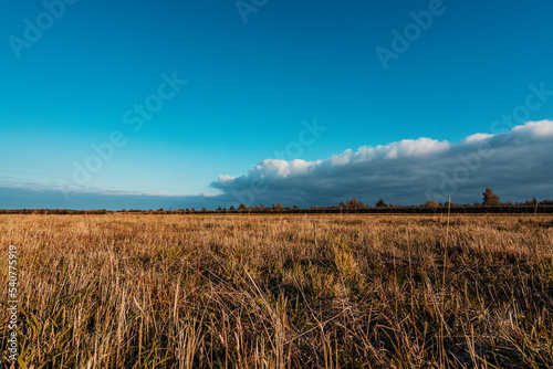 Chmury nad polem pszenicy 