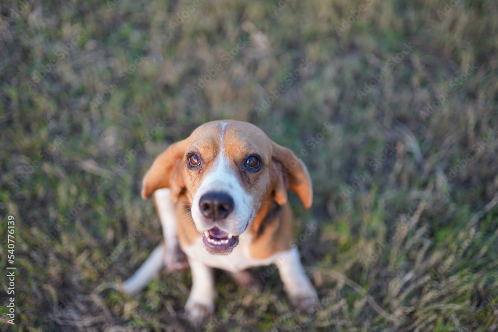 Close-up an adorable beagle eyes during sit on the grass field in Thailand. Close-up an adorable beagle eyes during sit on the grass field in Thailand.