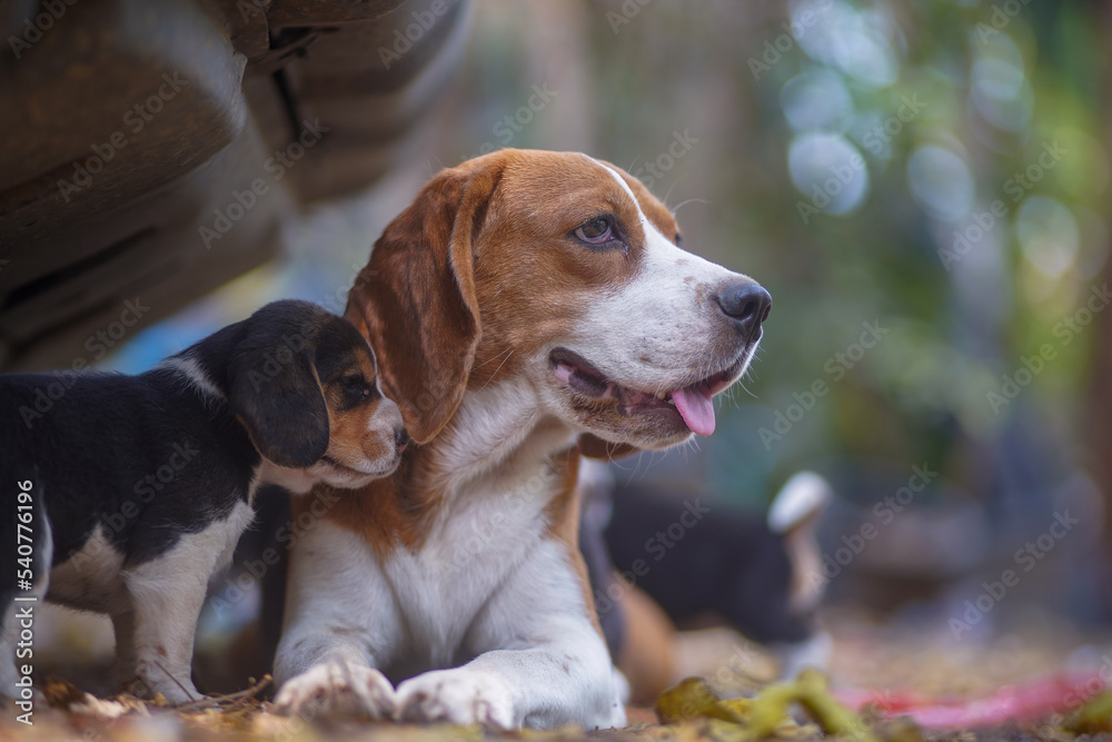 Beagle dog,mom and her puppies tit and relax under the car. Beagle dog,mom and her puppies tit and relax under the car.