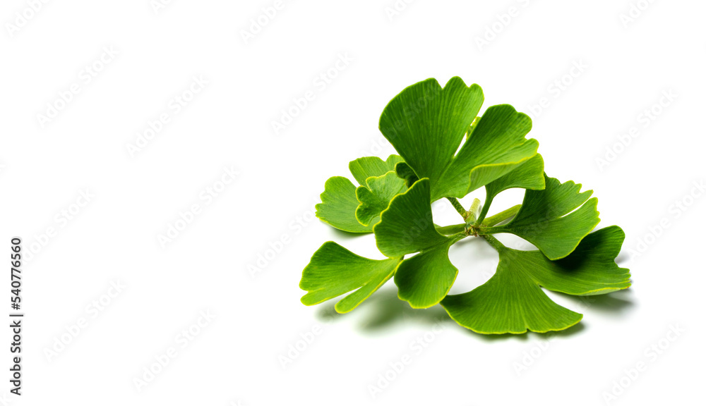 Ginkgo Biloba Leaves Ginkgo Biloba Leaves