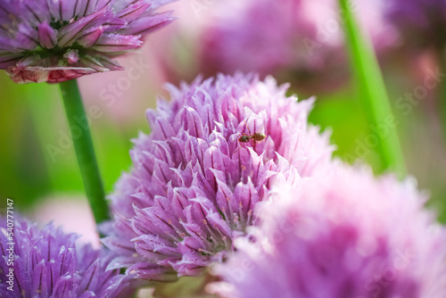 Blooming plant Allium