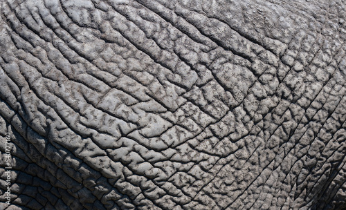 Nahaufnahme von einer Elefantenhaut 