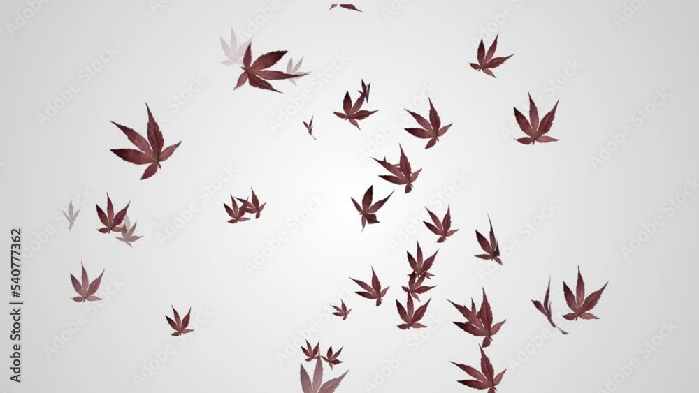 Colorful Amazing Flying Leaf Animation
Colorful Amazing Flying Leaf Animation