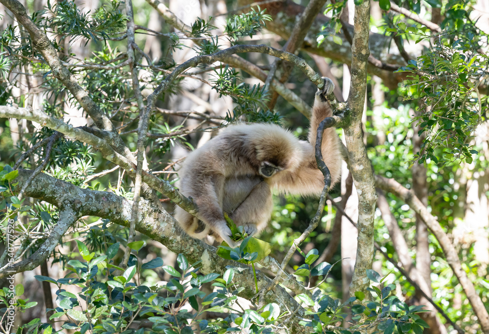 Naklejka premium Gibbon im Monkeyland in Plettenberg Bay Südafrika