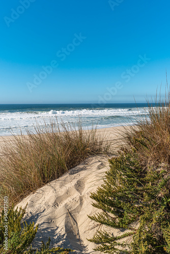 Landscape of Furadouro beach with vegetation in the dunes. Ovar  Portugal.