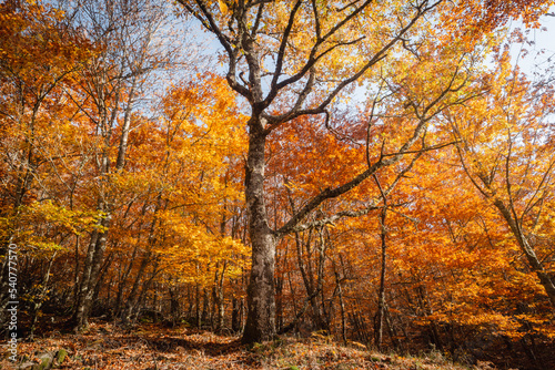 São Lourenço Beech Tree Forest, pathway leaves fall in ground landscape on autumnal background in November, Manteigas, Serra da Estrela, Portugal.