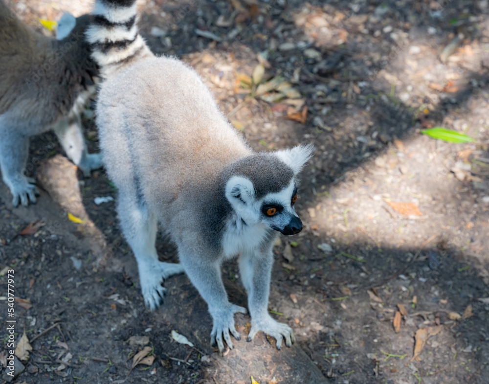 Obraz premium Katta im Monkeyland in Plettenberg Bay Südafrika