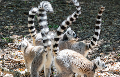 Katta im Monkeyland in Plettenberg Bay Südafrika photo