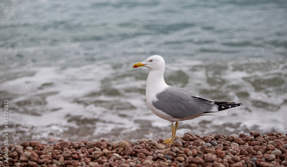 Seagull sits on the beach by the sea. Seagull sits on the beach by the sea.