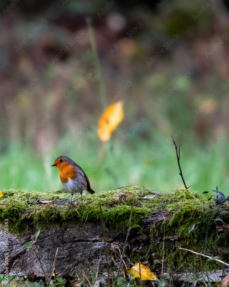 robin on the grass robin on the grass