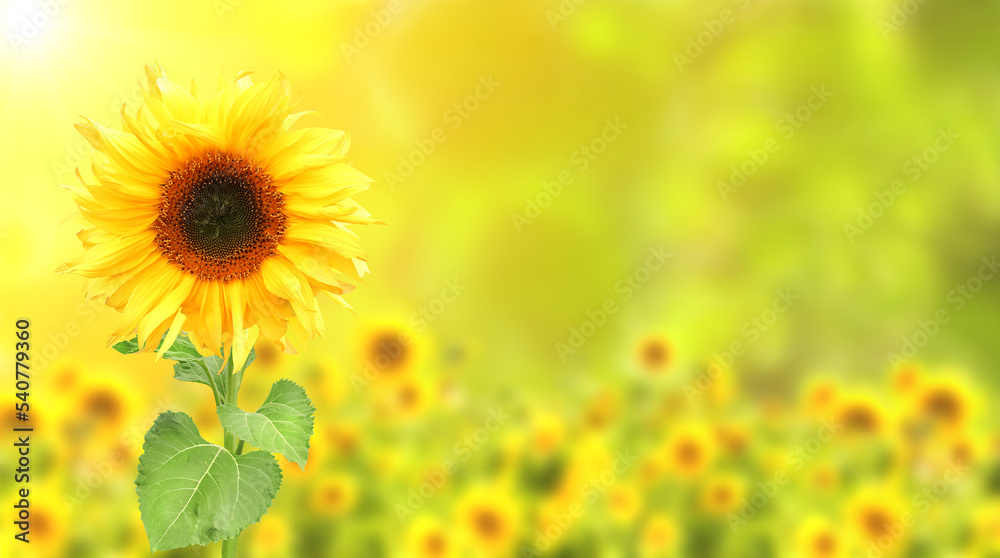 Fototapeta premium Sunflower on blurred sunny nature background. Horizontal agriculture summer banner with sunflowers field