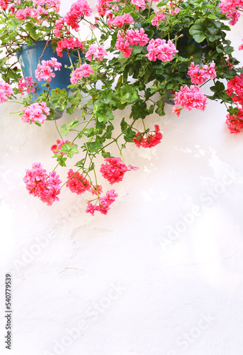 Traditional mediterranean decorating - pots with geraniums on stucco wall. Pink geranium flowers on old wall in Spain