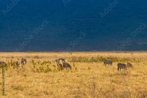 Herd of zebras in savanna in Ngorongoro Crater National park in Tanzania. Wildlife of Africa © olyasolodenko