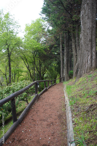 Sendero en el bosque
