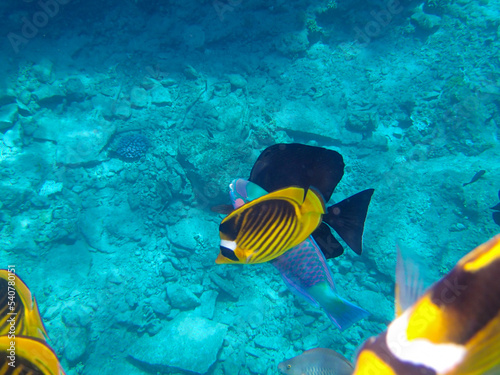 Chaetodon fasciatus or Butterfly fish in the expanses of the coral reef of the Red Sea, Sharm El Sheikh, Egypt