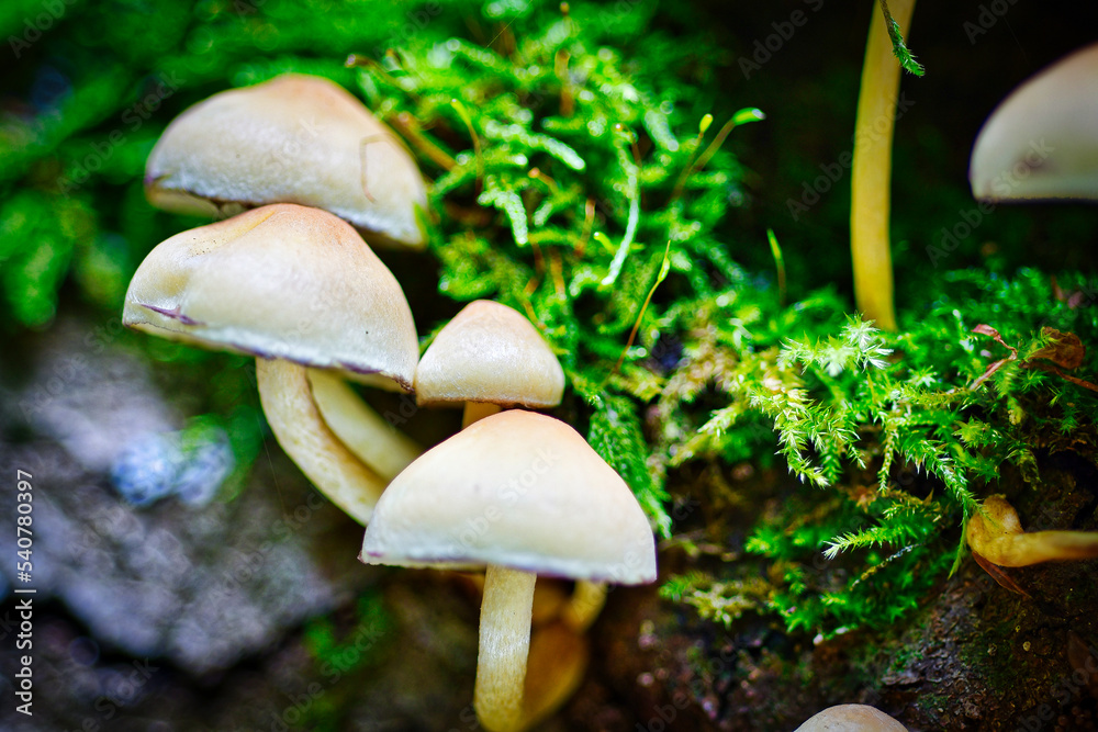 Mushrooms in the forest Mushrooms in the forest