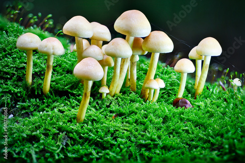 Mushrooms in the forest