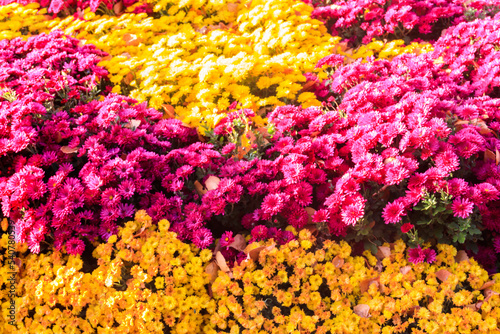 Background of the beautiful colorful chrysanthemum flowers