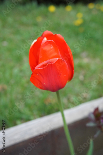 Tulipan