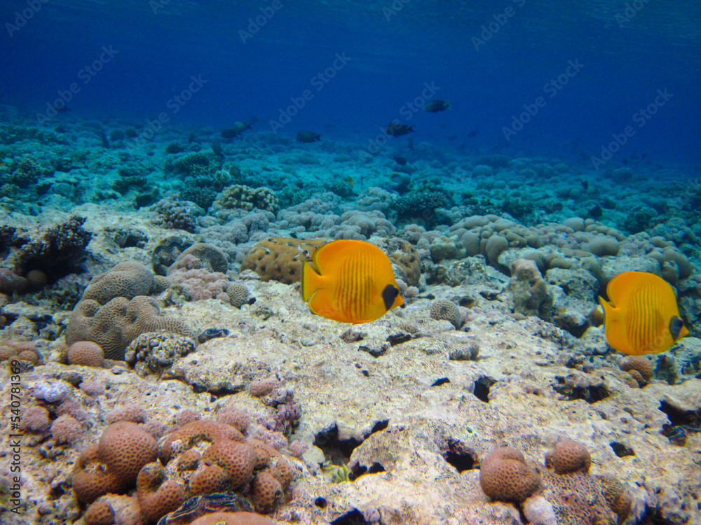 Naklejka premium Chaetodon fasciatus or Butterfly fish in the expanses of the coral reef of the Red Sea, Sharm El Sheikh, Egypt