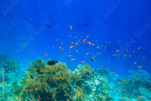 Fototapeta Naklejka Na Ścianę i Meble -  Different tropical fish at coral reef in the Red sea in Ras Mohammed national park, Sinai peninsula in Egypt