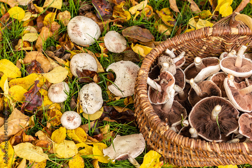 Picking white wild mushrooms 