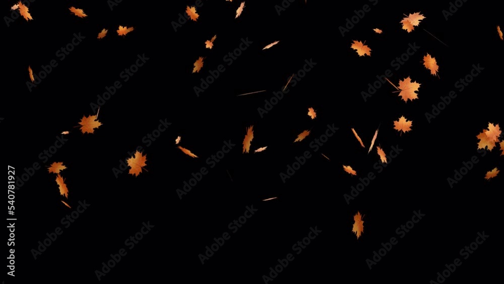 Autumn Leaves Falling Top to Bottom Animation on transparent background with rotation. 4K Animation of autumn leaves a falling effect on a black background.