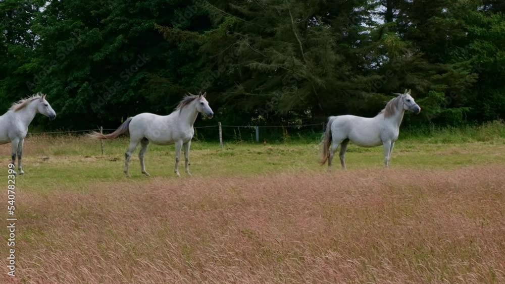 Beautiful three white horses stay in a field on a forest background. Slow motion Beautiful three white horses stay in a field on a forest background. Slow motion