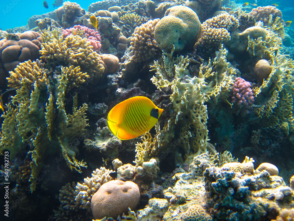 Naklejka premium Chaetodon fasciatus or Butterfly fish in the expanses of the coral reef of the Red Sea, Sharm El Sheikh, Egypt