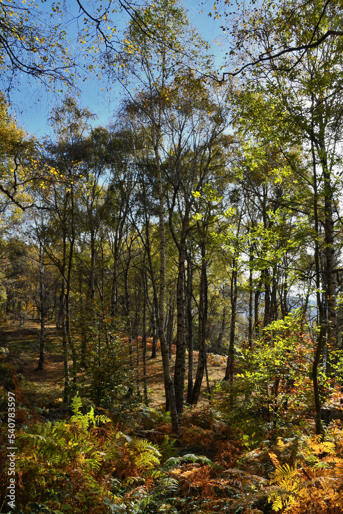 The multicolored birch forest in autumn